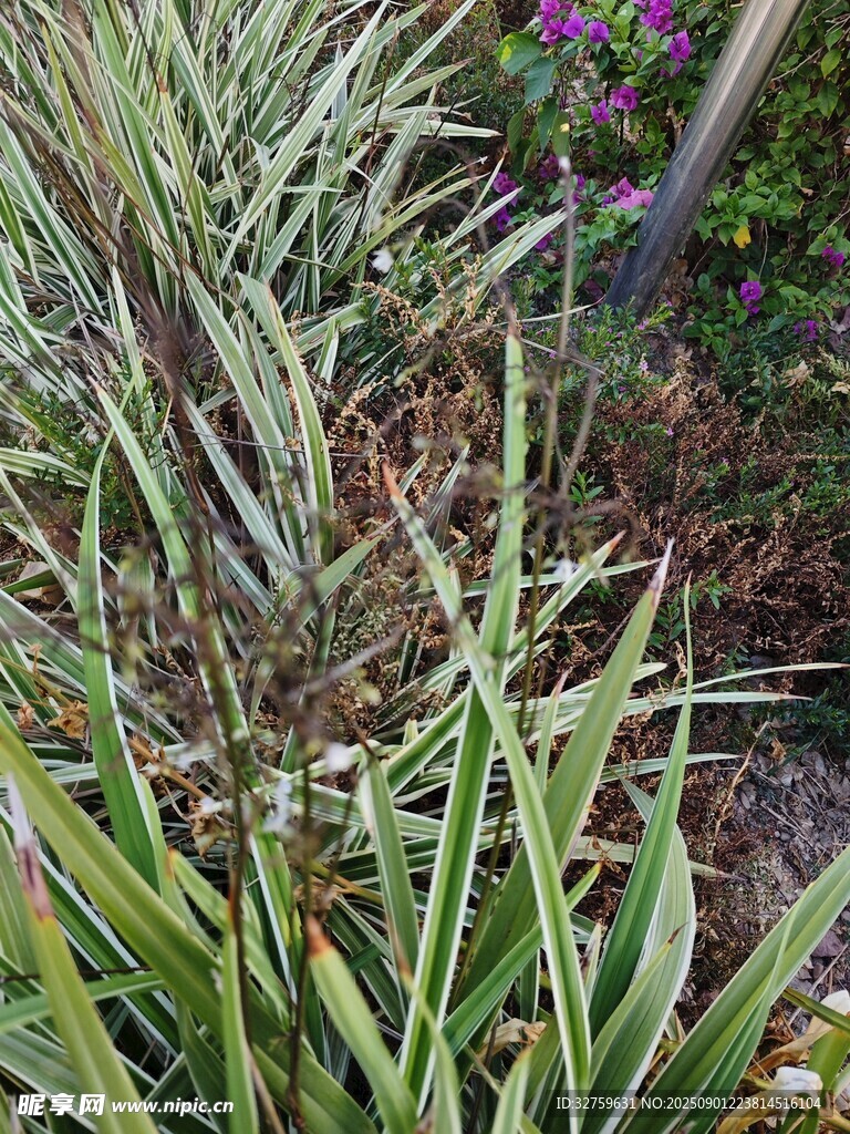 庭院中葱郁的绿植景观
