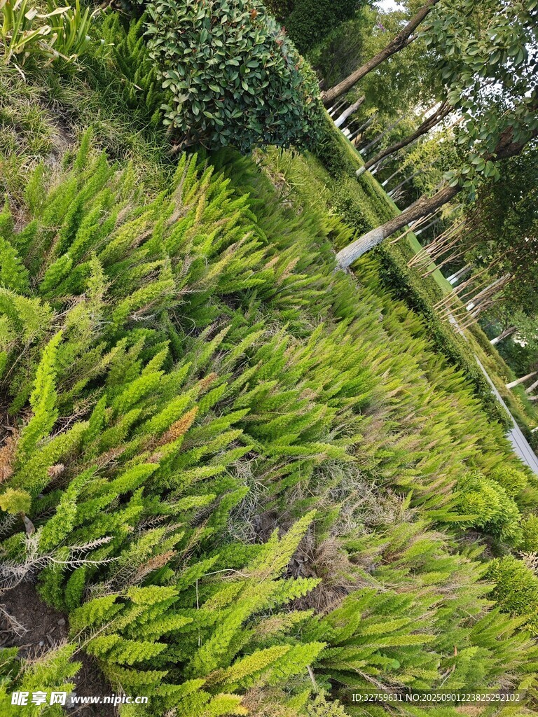 翠绿植物景观