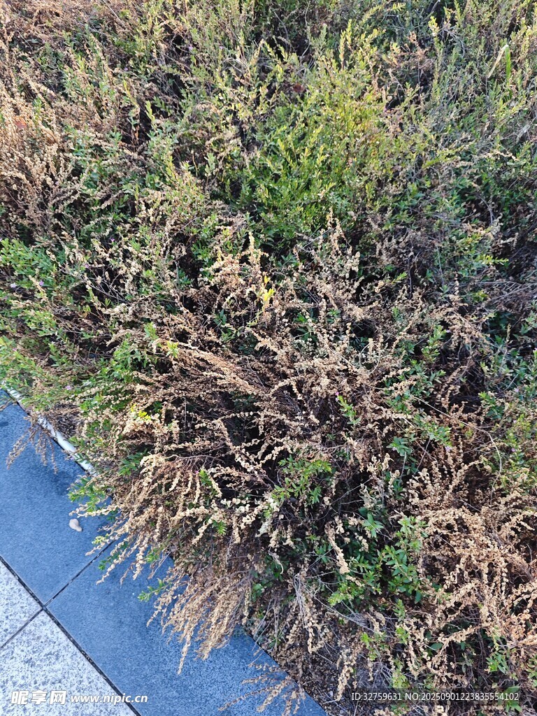 路边枯黄与翠绿交织的植物