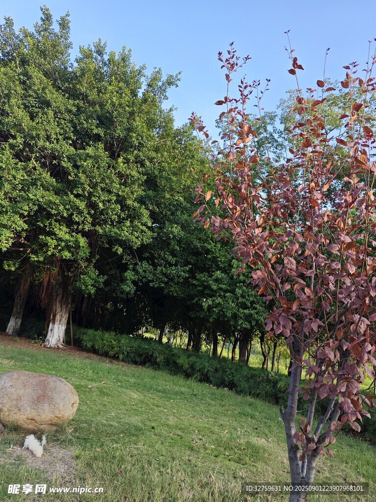 春日草坪旁的繁花绿树