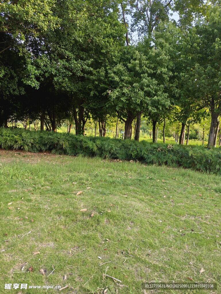 绿意盎然的户外草地树林