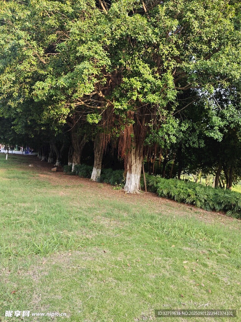 绿意盎然的草地与树木