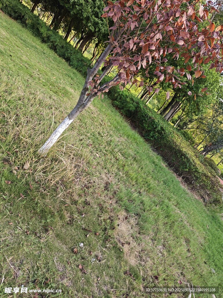 草地上的红树