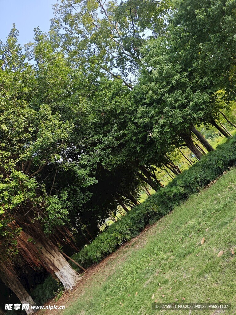 绿树成荫的户外草地景观