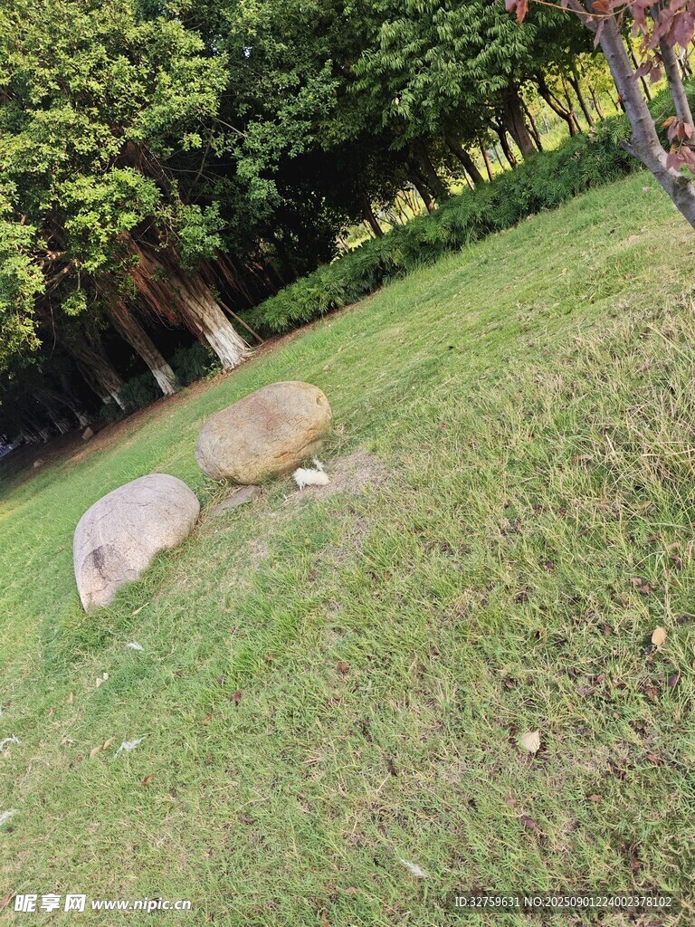 草地上的两块大石头