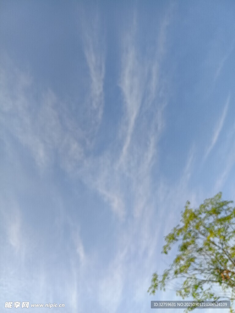 蓝天飘絮与枝头绿意