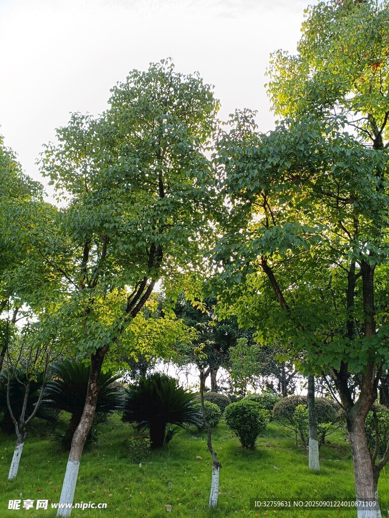 绿树成荫的清新户外景致