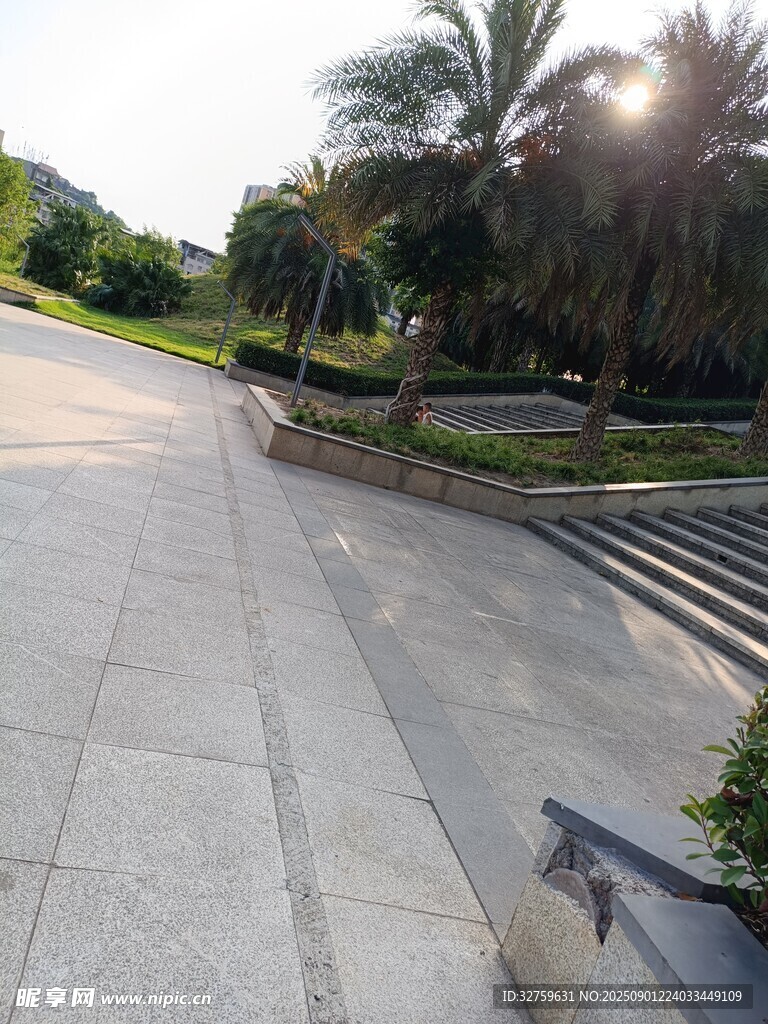 阳光照耀下的林荫步道