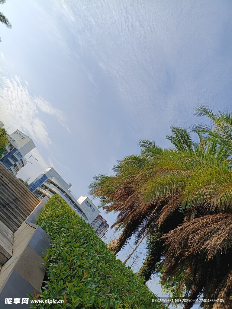 城市中的棕榈树与绿植景观