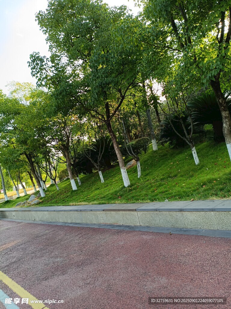 城市林荫下的红色步道
