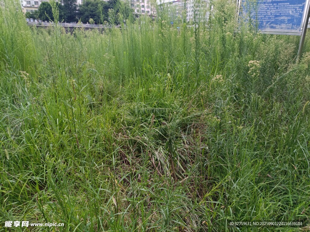 野外茂盛草地景象