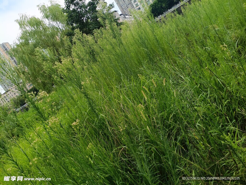 城市中的茂盛绿色草地