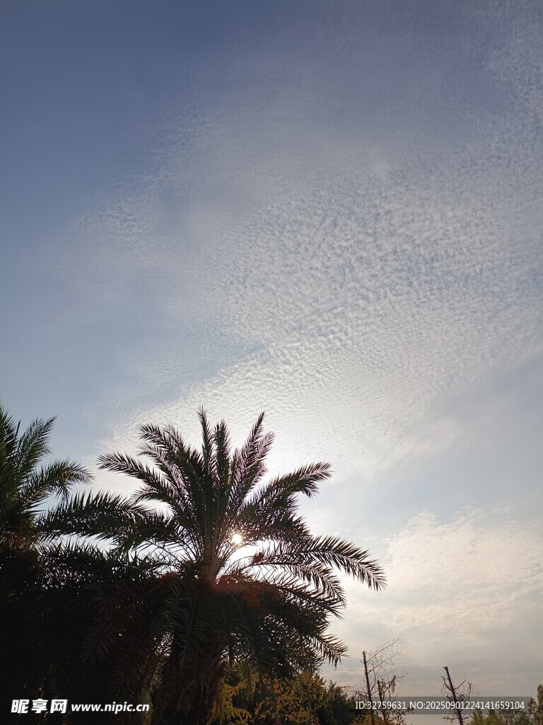 蓝天椰树景致