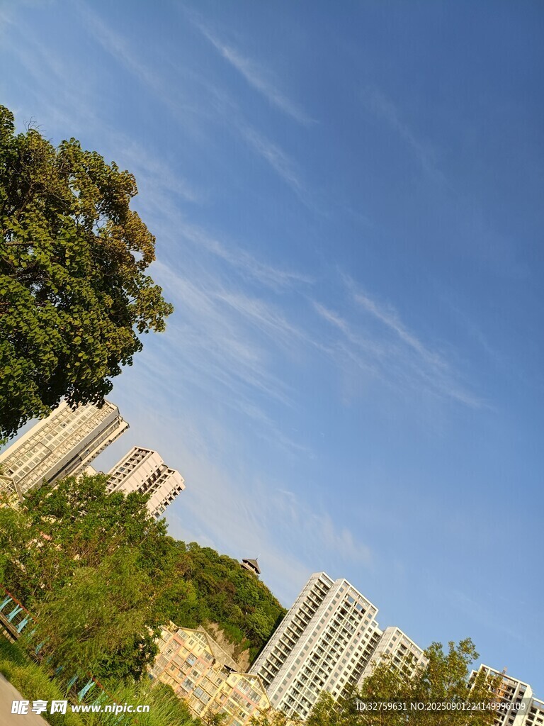 城市绿树与高楼景观