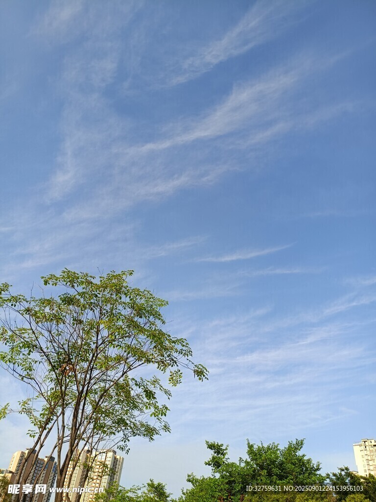 蓝天绿树风景图