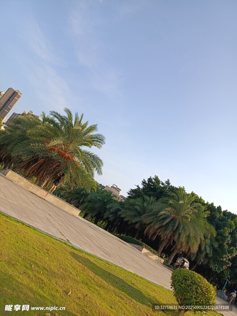 户外绿地旁的棕榈树景观