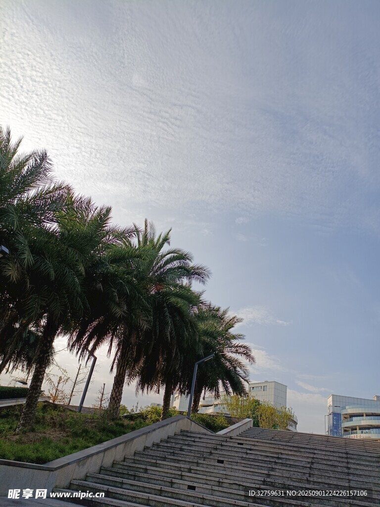户外棕榈树与阶梯景观