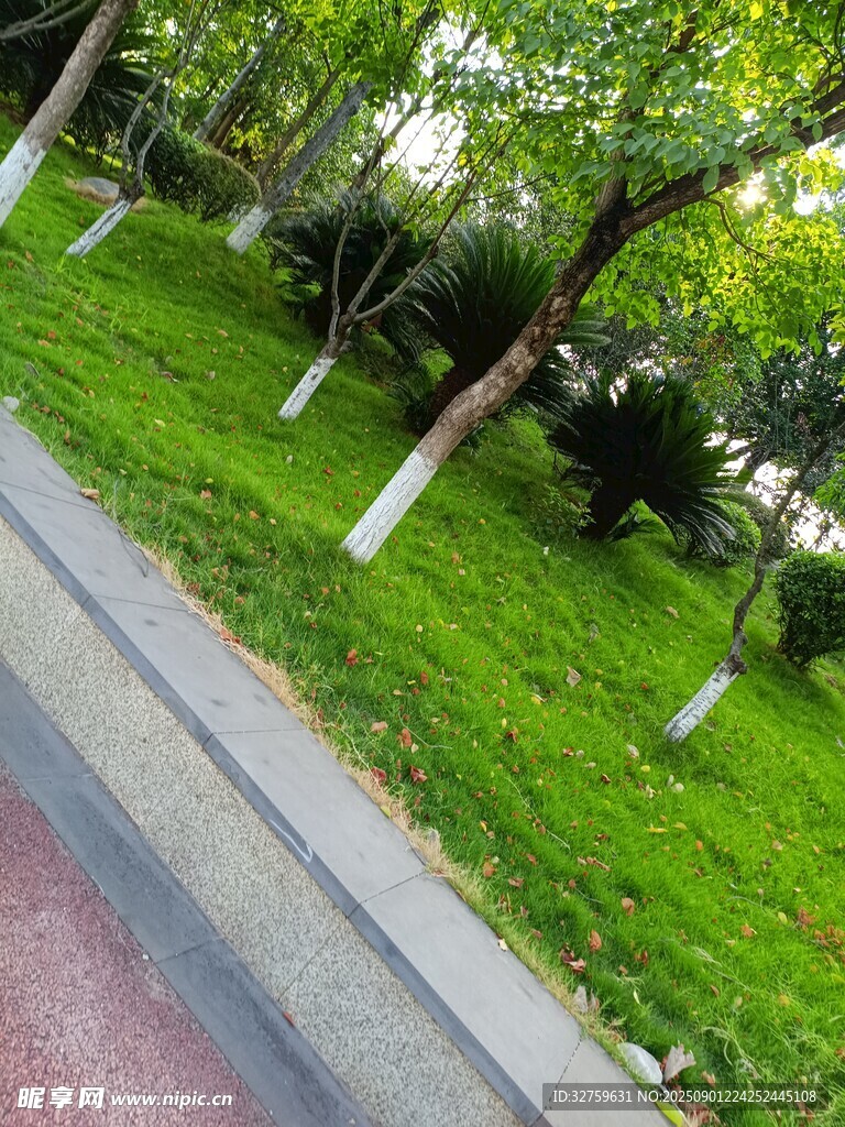 路边绿意盎然的草地与树木