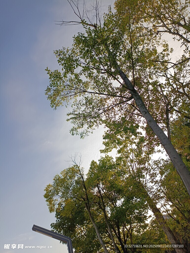 蓝天绿树间的挺拔电线杆