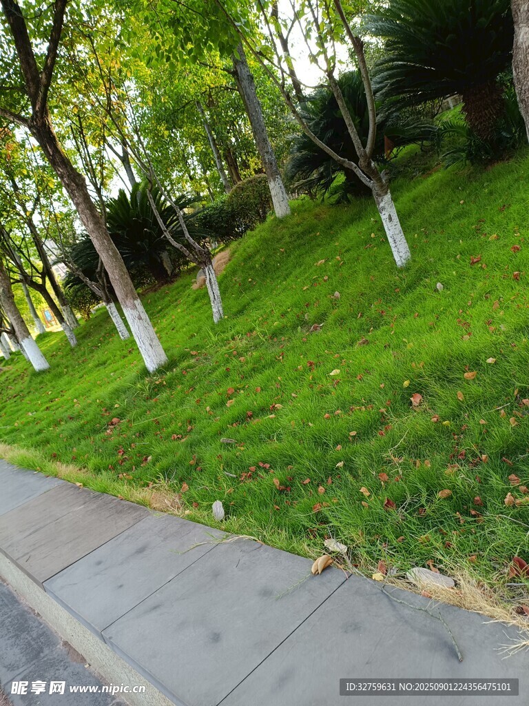 城市路边绿意盎然的草地