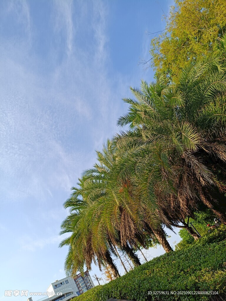 蓝天椰树风景图