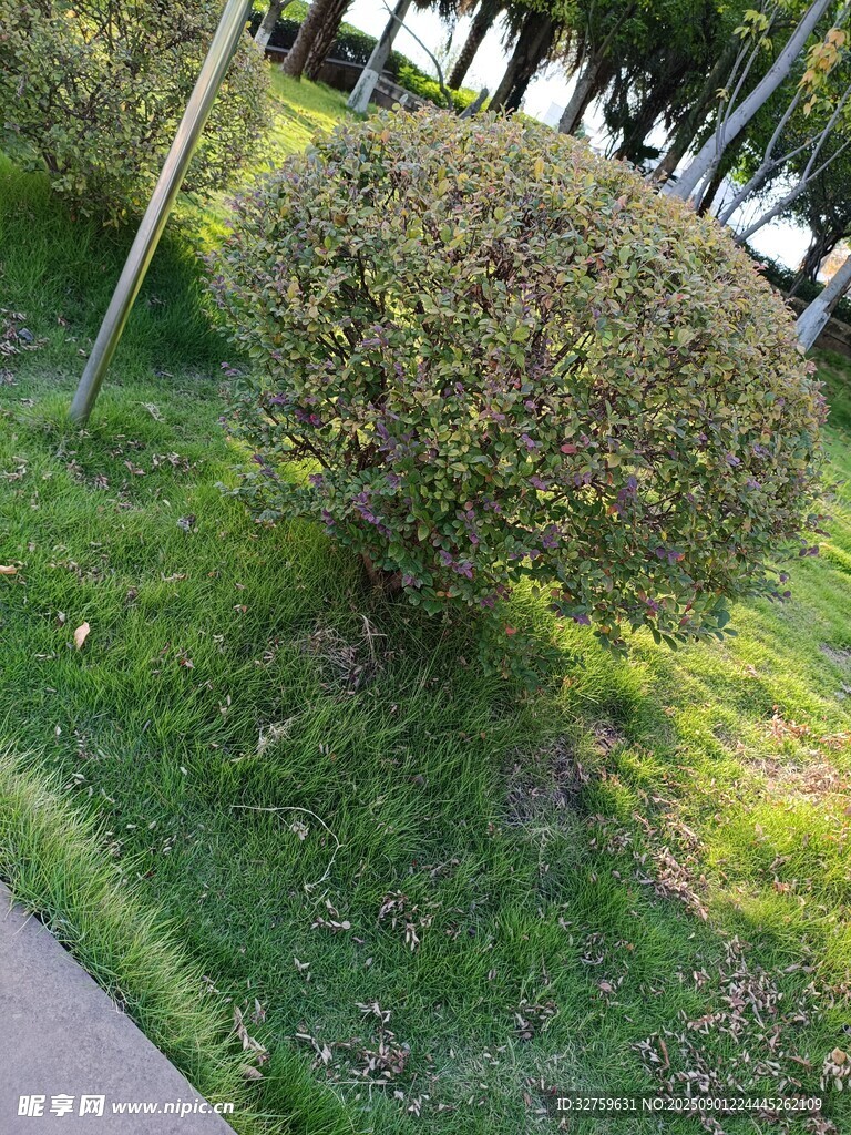 路边绿意盎然的灌木