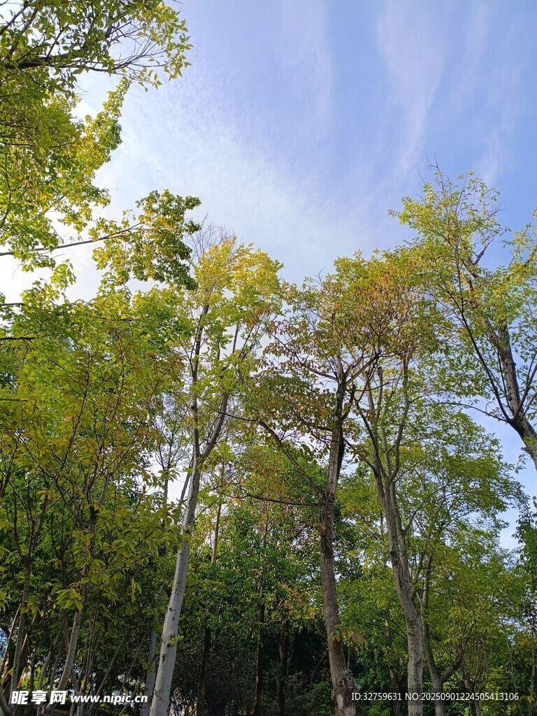秋日林间树梢的蓝天景致