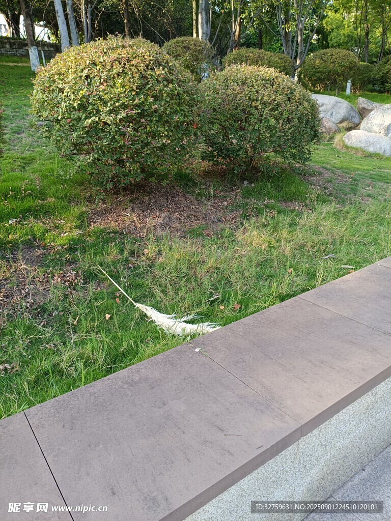 城市路边的绿植景观