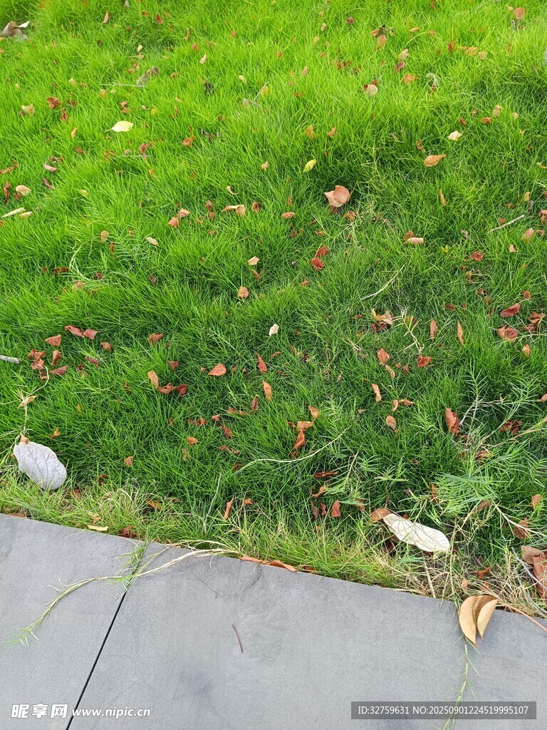 路边草地与落叶