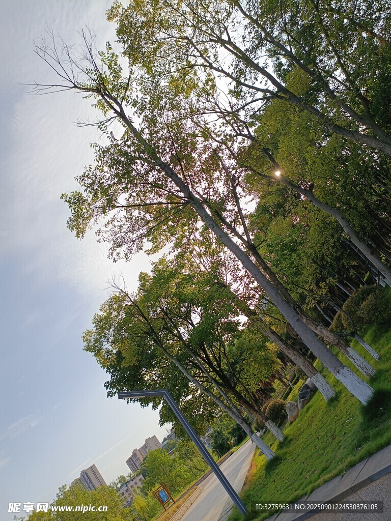 林间道路旁的葱郁树木
