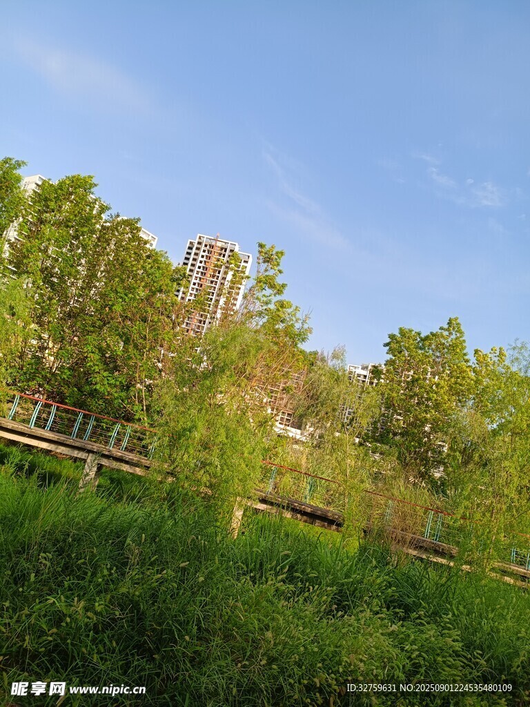 林间栈道 