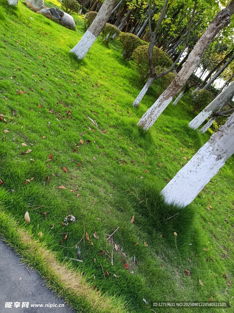 春日草地旁的树木景致