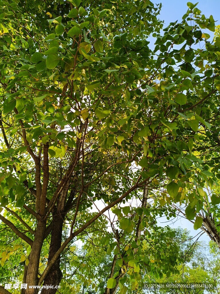 繁茂绿树 