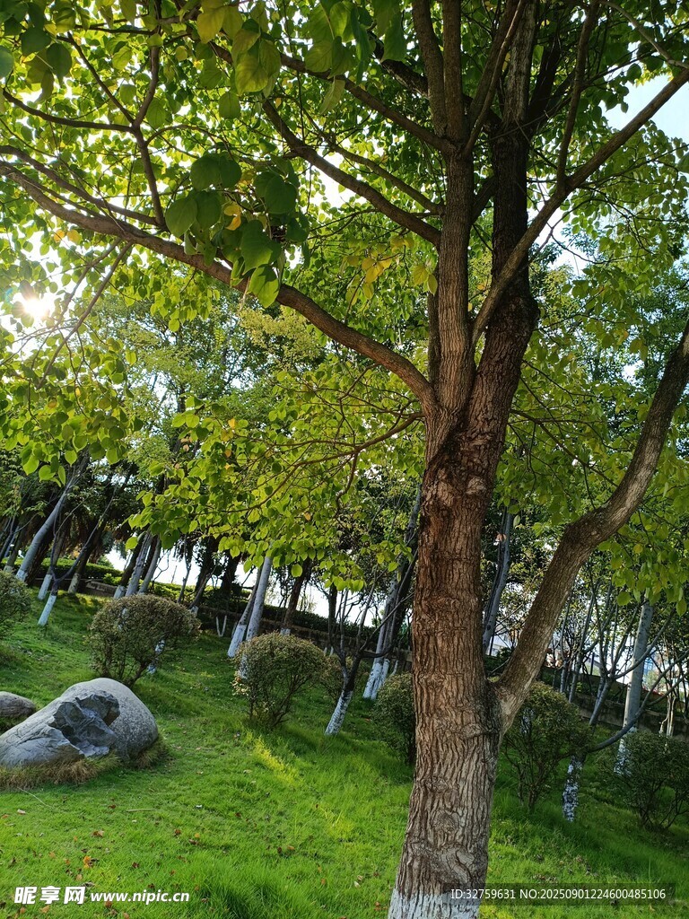 绿荫草地间的静谧树景