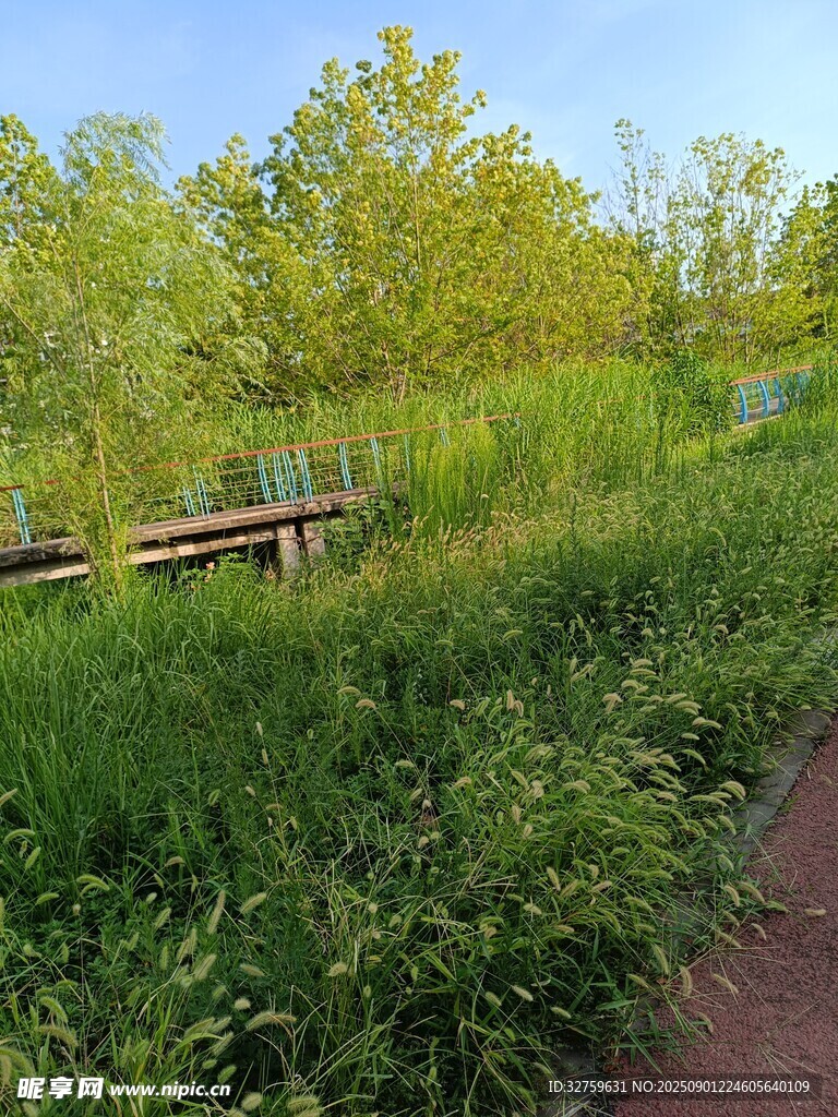 林间小径旁的繁茂绿植