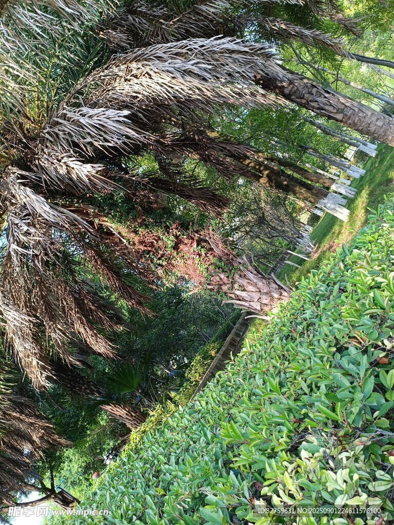 俯瞰葱郁植被与蜿蜒树干