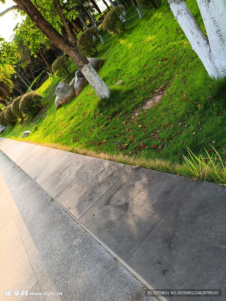 道路旁绿意盎然的草地