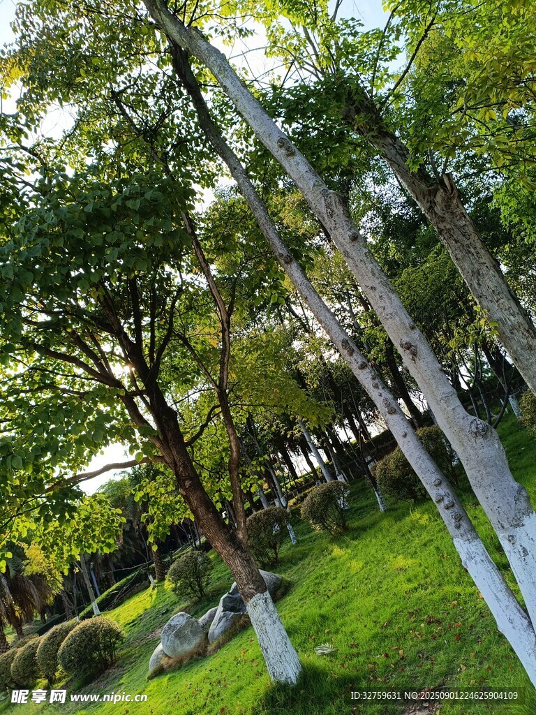 林间倾斜的金属结构景观