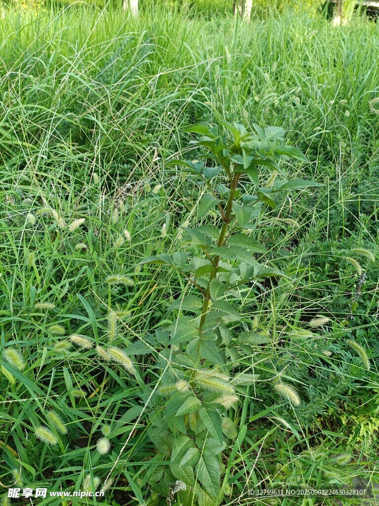 野外茂盛的绿色植物