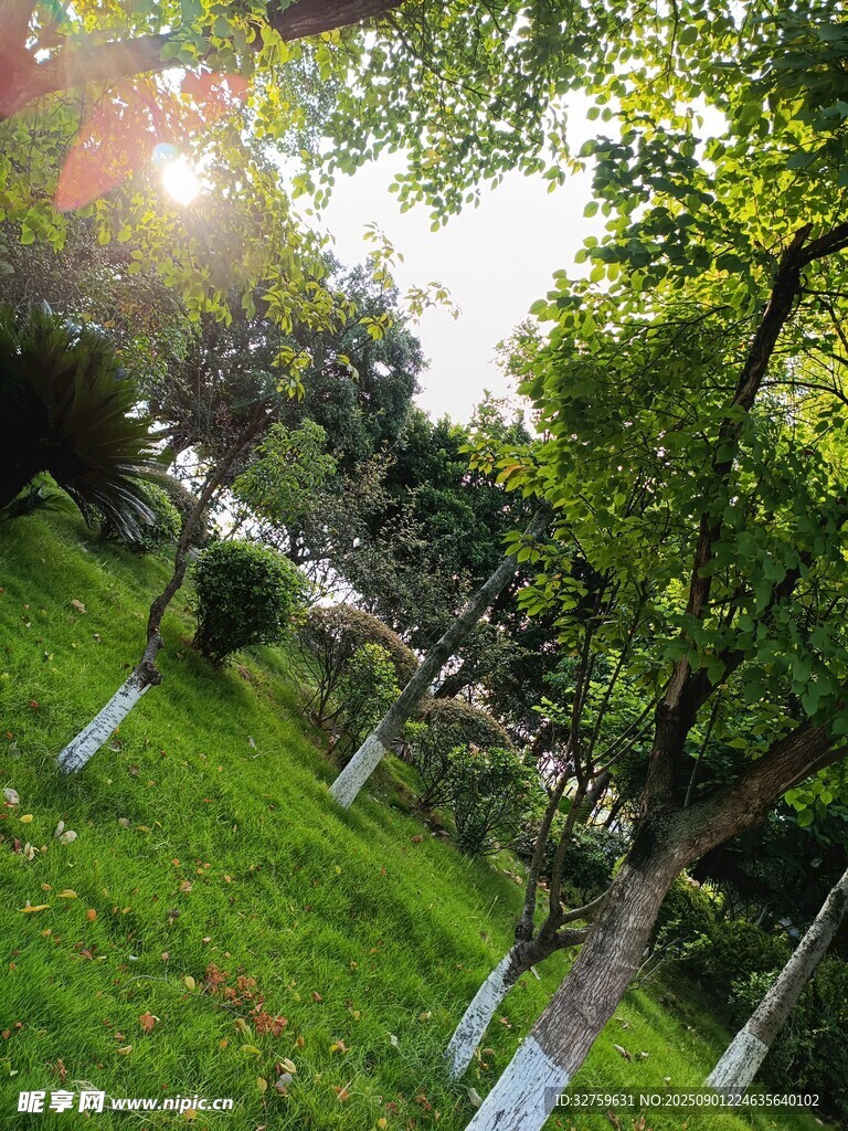 阳光照耀下的绿意盎然园林