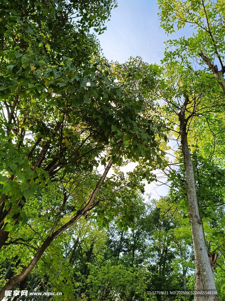 仰视茂密树林绿意盎然