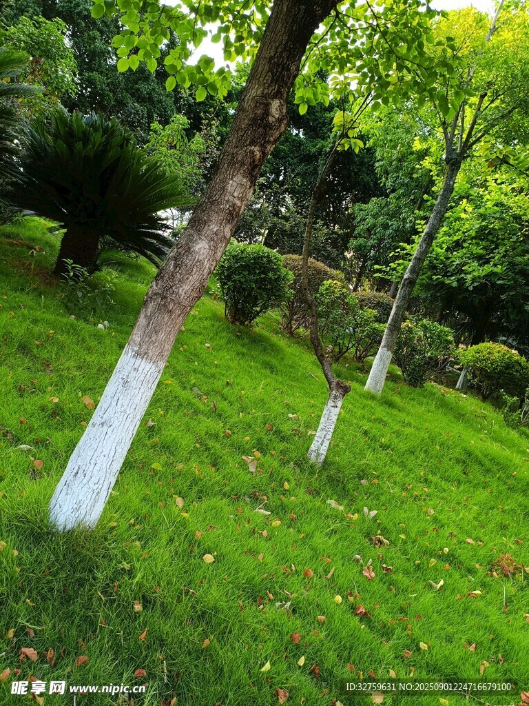 绿意盎然的林间草地
