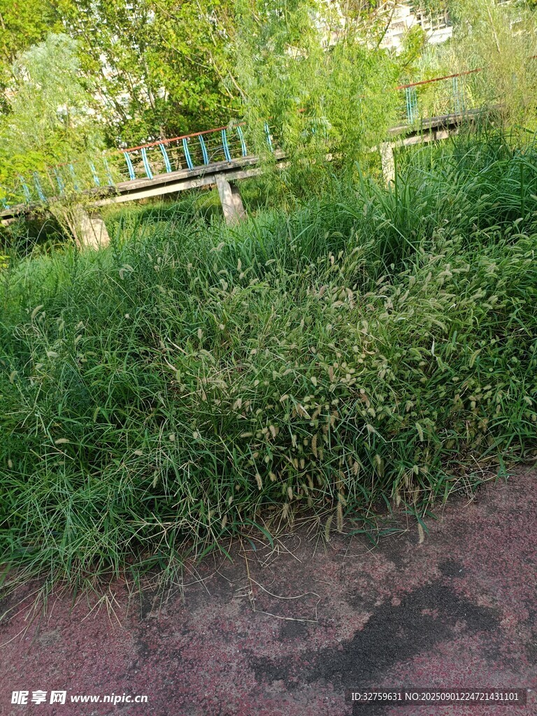 户外绿意盎然的草地场景