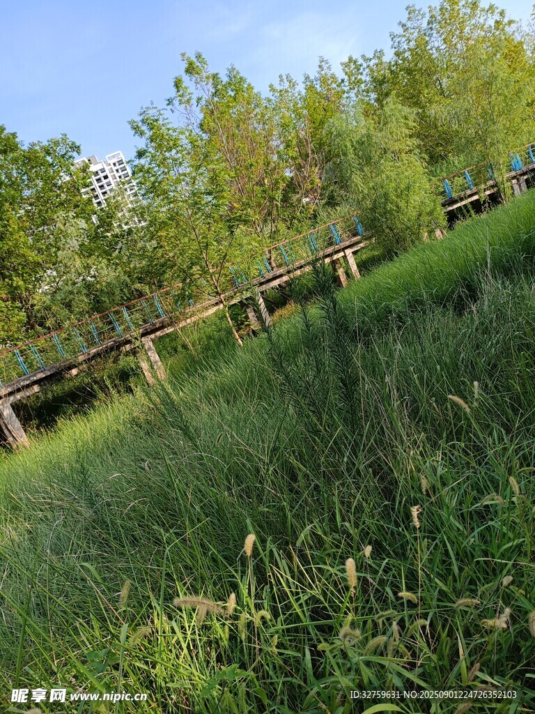林间木栈道 