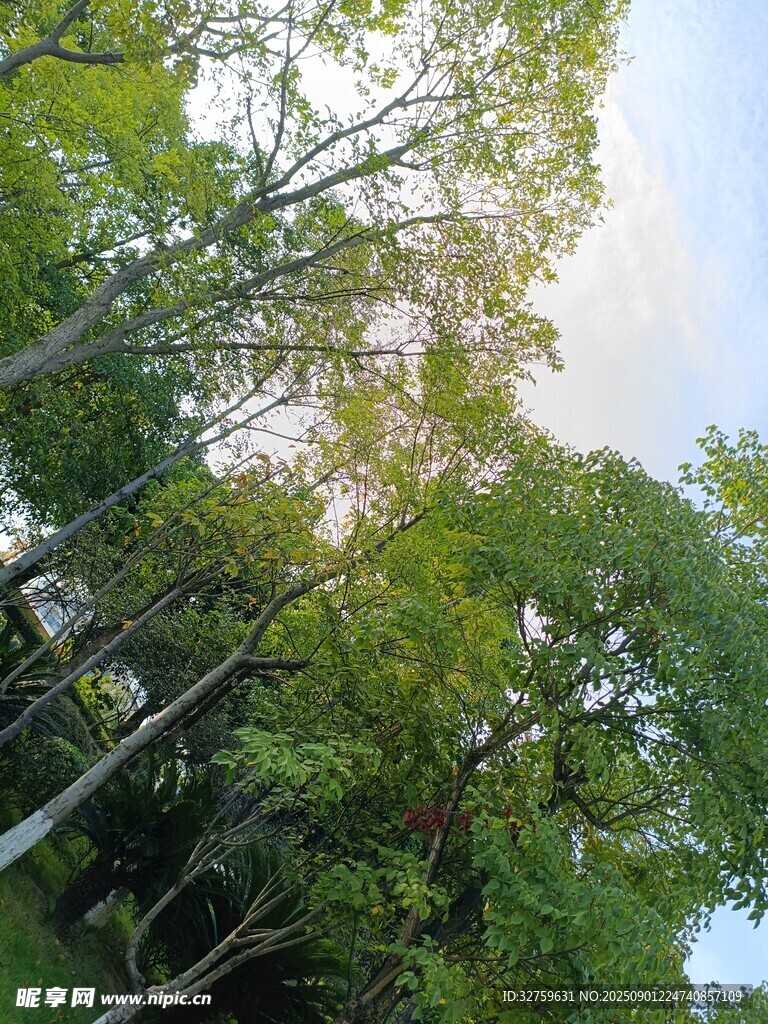 夏日林间绿意盎然