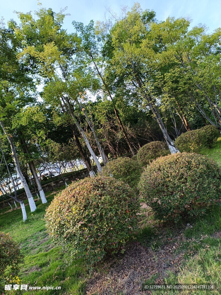绿意盎然的园林景观