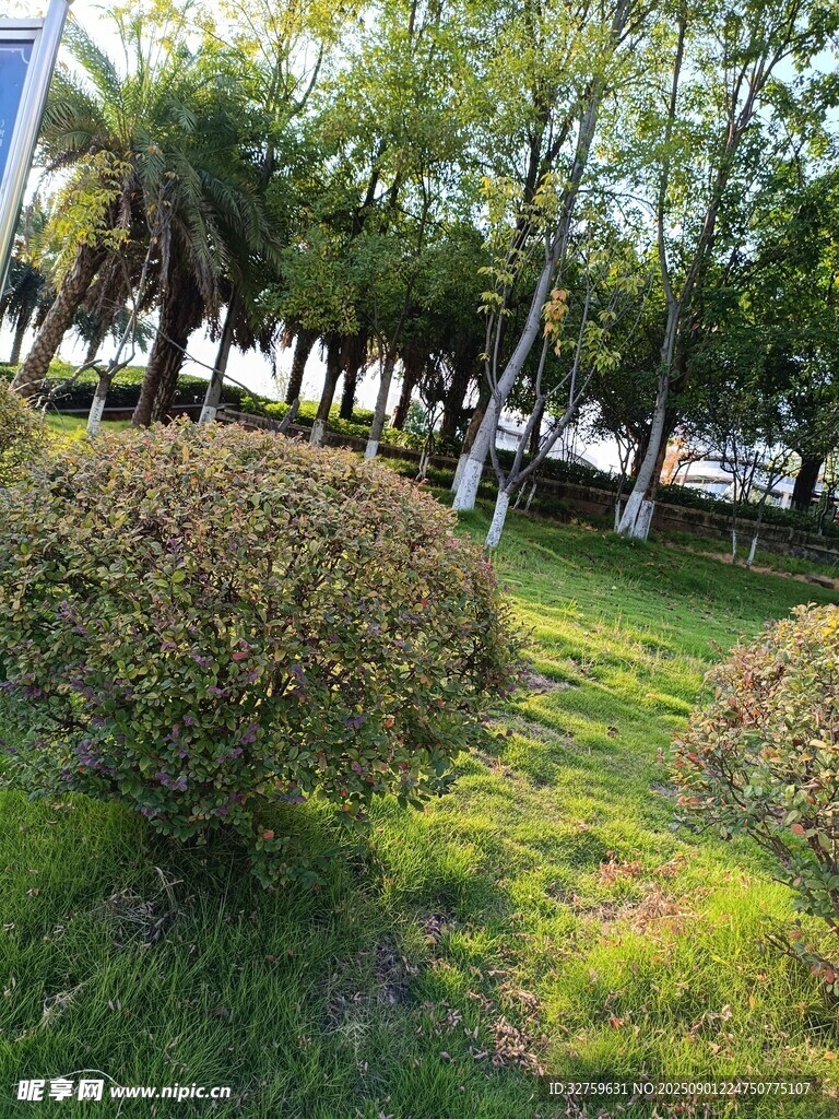 绿意盎然的城市灌木丛景观