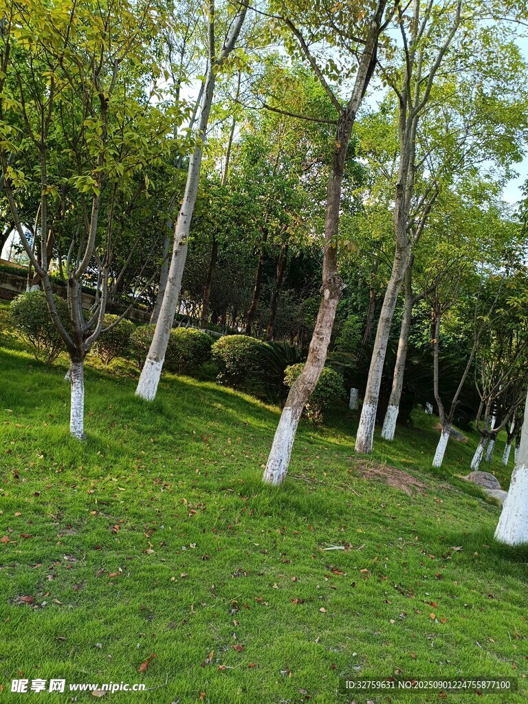 绿意盎然的林间草地景观