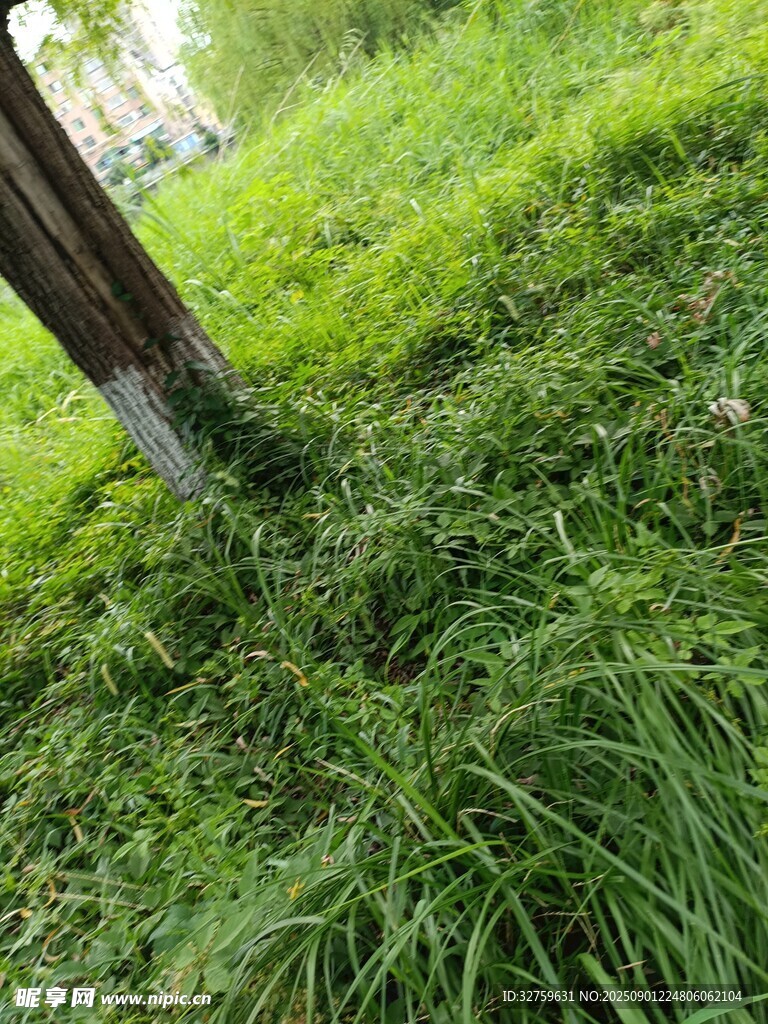 草地中的树干