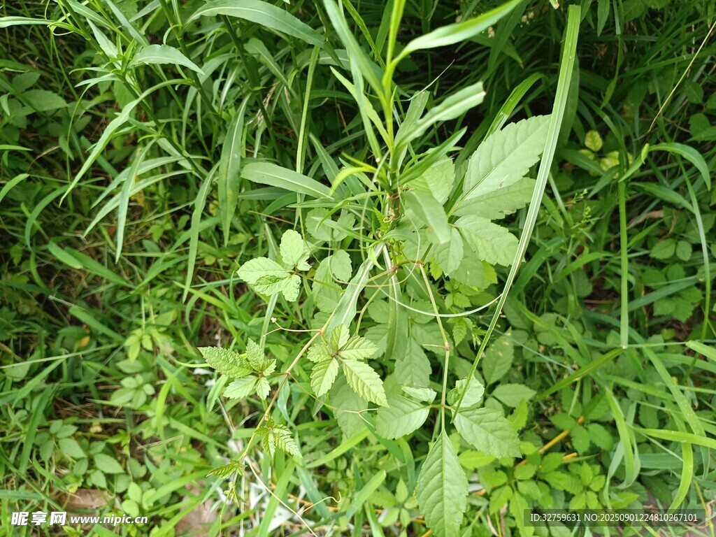 绿叶繁茂的野生植物